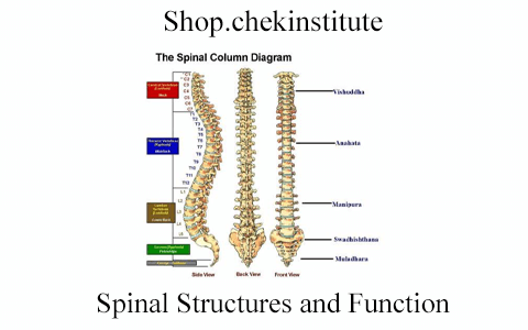 Shop.chekinstitute – Spinal Structures and Function
